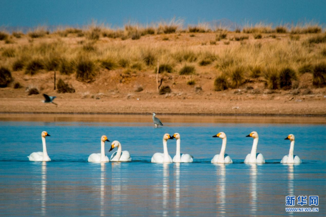 【“飞阅”中国】候鸟“歇脚”塞外草原 【“飞阅”中国】候鸟“歇脚”塞外草原