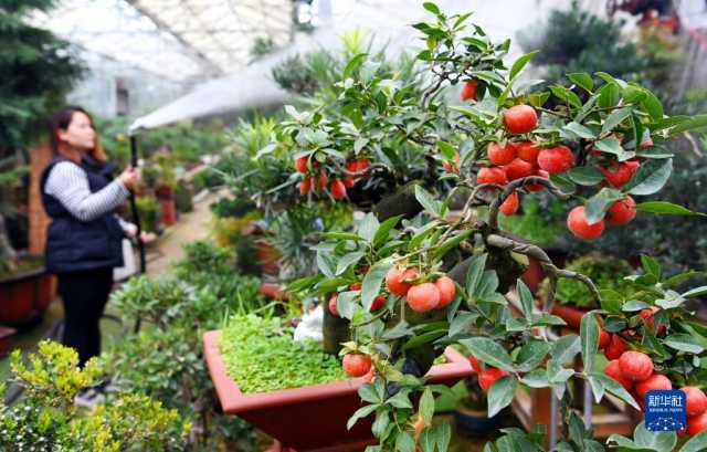 新华全媒+丨西安:发展“农业景区” 助力乡村振兴 新华全媒+丨西安:发展“农业景区” 助力乡村振兴