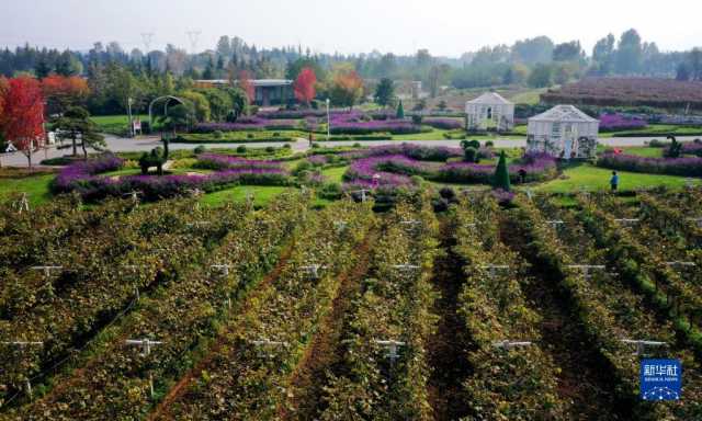 新华全媒+丨西安:发展“农业景区” 助力乡村振兴 新华全媒+丨西安:发展“农业景区” 助力乡村振兴
