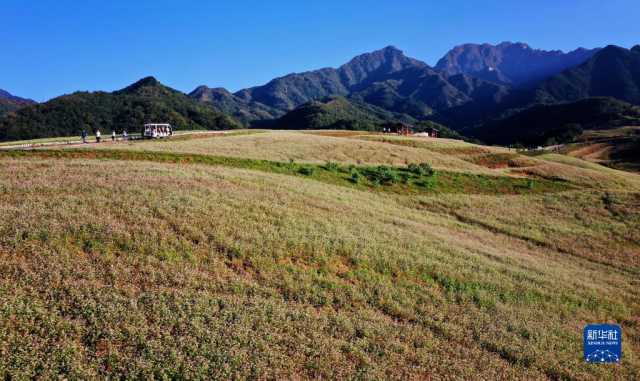 新华全媒+丨西安:发展“农业景区” 助力乡村振兴 新华全媒+丨西安:发展“农业景区” 助力乡村振兴