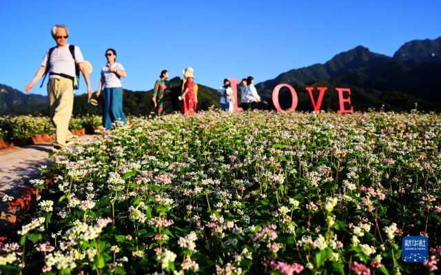 新华全媒+丨西安:发展“农业景区” 助力乡村振兴 新华全媒+丨西安:发展“农业景区” 助力乡村振兴