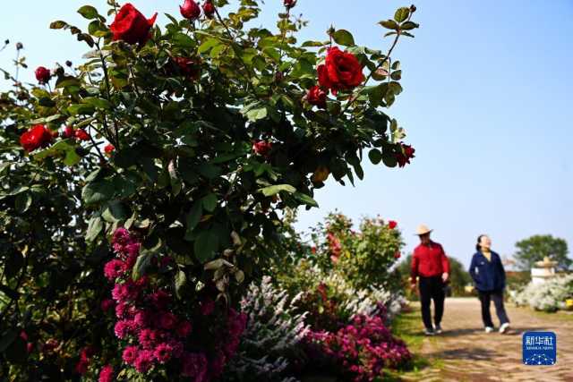 新华全媒+丨西安:发展“农业景区” 助力乡村振兴 新华全媒+丨西安:发展“农业景区” 助力乡村振兴