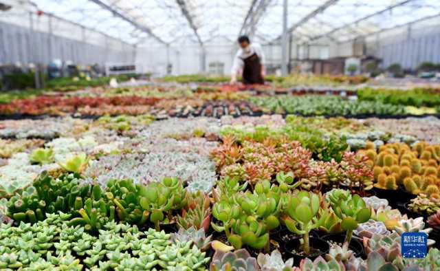 新华全媒+丨西安:发展“农业景区” 助力乡村振兴 新华全媒+丨西安:发展“农业景区” 助力乡村振兴