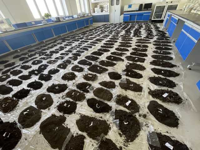 东北黑土地秋收一线:保护好“耕地中的大熊猫” 东北黑土地秋收一线:保护好“耕地中的大熊猫”