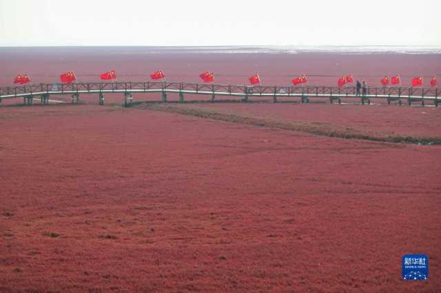 湿地之美丨辽宁辽河三角洲湿地