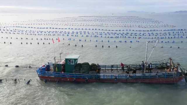 新华全媒+|耕海牧渔忙“秋收” 新华全媒+|耕海牧渔忙“秋收”