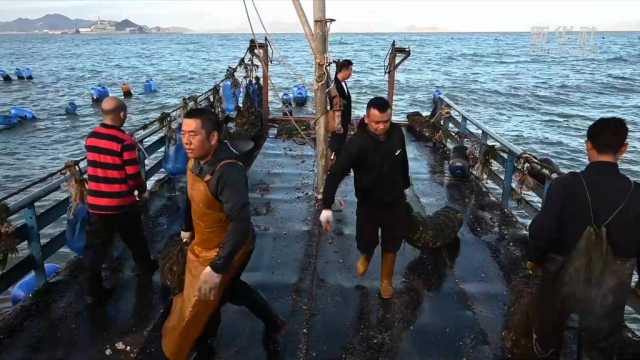 新华全媒+|耕海牧渔忙“秋收” 新华全媒+|耕海牧渔忙“秋收”