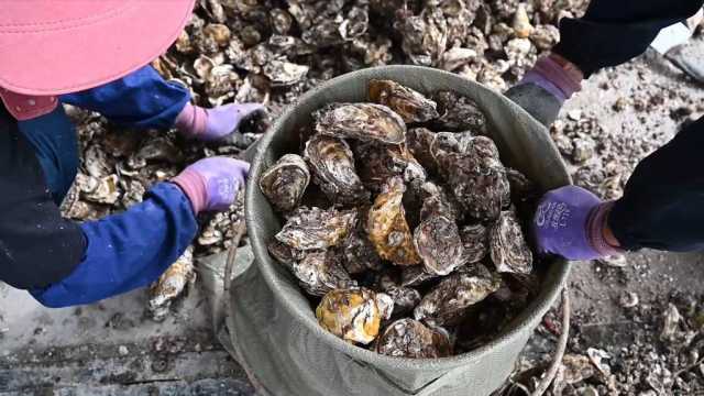 新华全媒+|耕海牧渔忙“秋收” 新华全媒+|耕海牧渔忙“秋收”