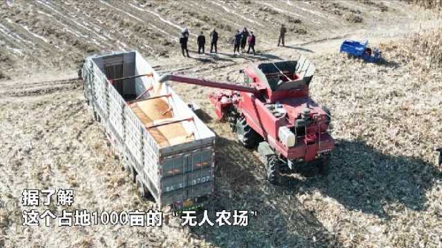 新华全媒+|吉林:“无人农场”实现玉米无人自动收割 新华全媒+|吉林:“无人农场”实现玉米无人自动收割