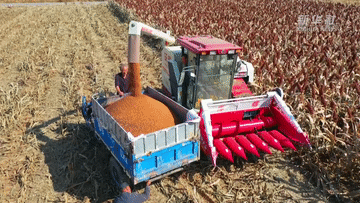 新华全媒+丨山西大宁:火红高粱迎丰收 新华全媒+丨山西大宁:火红高粱迎丰收