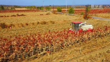 新华全媒+丨山西大宁:火红高粱迎丰收 新华全媒+丨山西大宁:火红高粱迎丰收