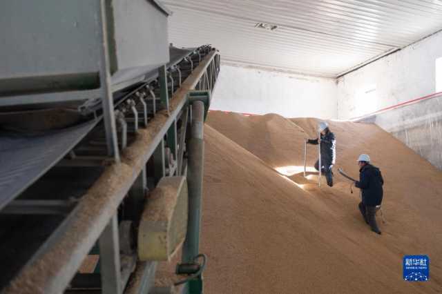 新华全媒+丨中国产粮第一大省秋粮收购有序展开 新华全媒+丨中国产粮第一大省秋粮收购有序展开