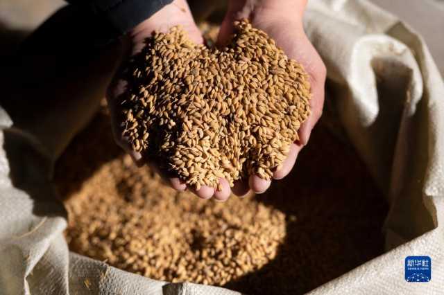 新华全媒+丨中国产粮第一大省秋粮收购有序展开 新华全媒+丨中国产粮第一大省秋粮收购有序展开