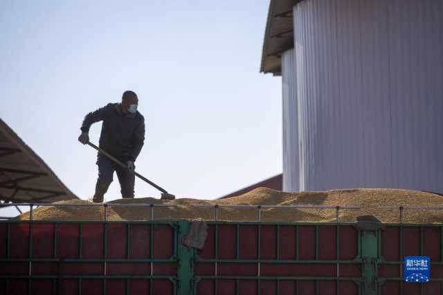 新华全媒+丨中国产粮第一大省秋粮收购有序展开 新华全媒+丨中国产粮第一大省秋粮收购有序展开