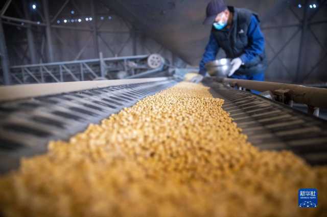 新华全媒+丨中国产粮第一大省秋粮收购有序展开 新华全媒+丨中国产粮第一大省秋粮收购有序展开