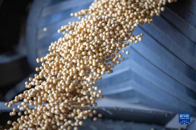 新华全媒+丨中国产粮第一大省秋粮收购有序展开