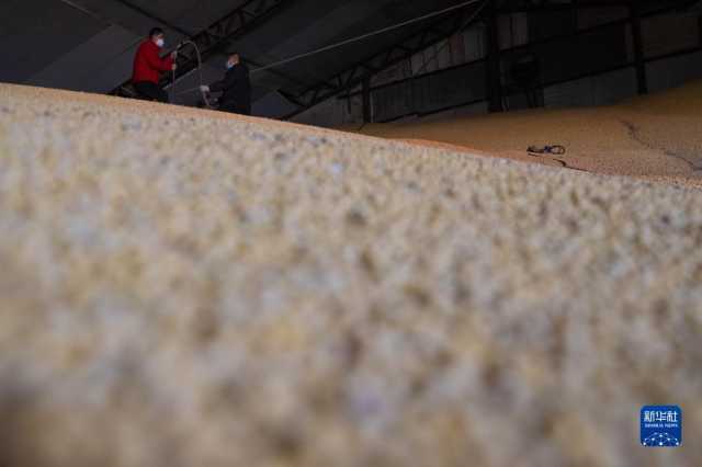 新华全媒+丨中国产粮第一大省秋粮收购有序展开 新华全媒+丨中国产粮第一大省秋粮收购有序展开