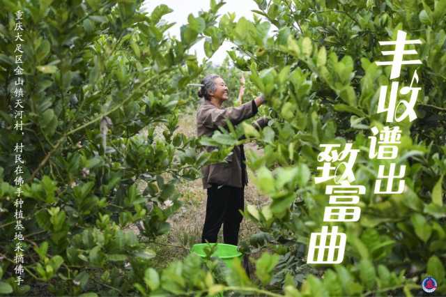 丰收谱出致富曲 丰收谱出致富曲