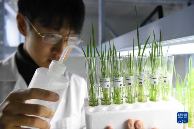 新华全媒+丨科技育种路 追梦不止步 新华全媒+丨科技育种路 追梦不止步