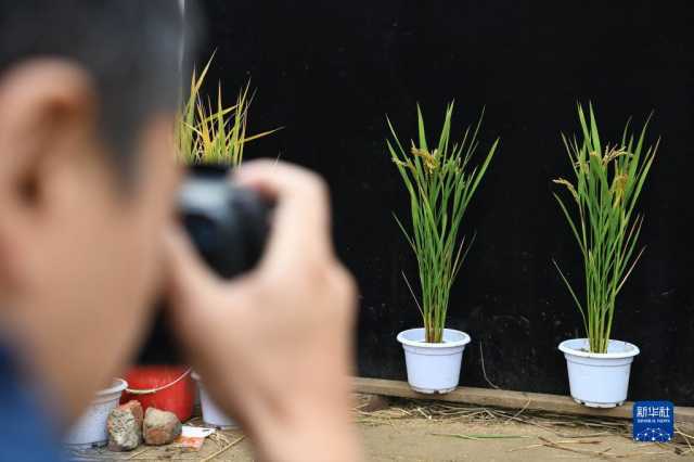 新华全媒+丨科技育种路 追梦不止步 新华全媒+丨科技育种路 追梦不止步