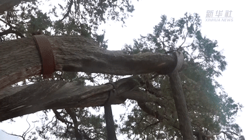 新华全媒+丨科学守护 北京古树焕新生