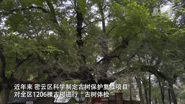 新华全媒+丨科学守护 北京古树焕新生
