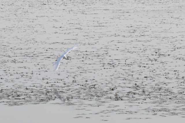新华全媒+|洞庭湖“补”水“候”鸟 新华全媒+|洞庭湖“补”水“候”鸟