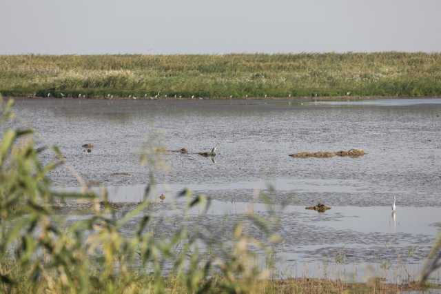 新华全媒+|洞庭湖“补”水“候”鸟 新华全媒+|洞庭湖“补”水“候”鸟