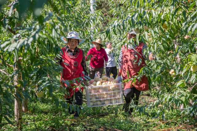 新华全媒+丨北方冬桃南迁记