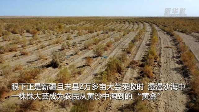 新华全媒+|新疆且末从黄沙中“淘金” 2万多亩“沙漠人参”喜获丰收 新华全媒+|新疆且末从黄沙中“淘金” 2万多亩“沙漠人参”喜获丰收