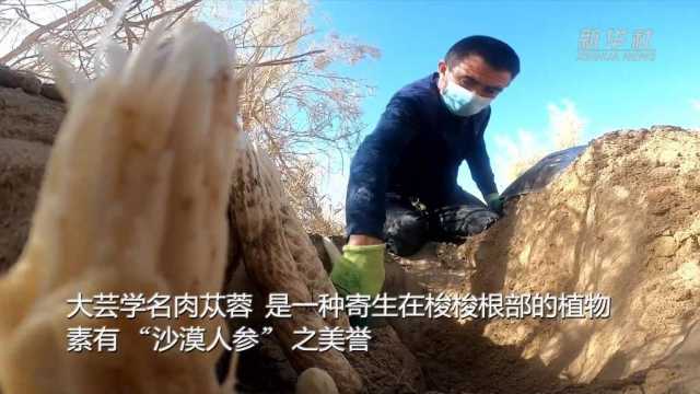 新华全媒+|新疆且末从黄沙中“淘金” 2万多亩“沙漠人参”喜获丰收 新华全媒+|新疆且末从黄沙中“淘金” 2万多亩“沙漠人参”喜获丰收