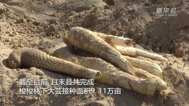 新华全媒+|新疆且末从黄沙中“淘金” 2万多亩“沙漠人参”喜获丰收 新华全媒+|新疆且末从黄沙中“淘金” 2万多亩“沙漠人参”喜获丰收