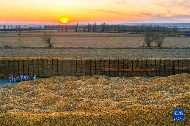 新华全媒+｜吉林：秋粮收储进行时 “翻地越冬”备明春