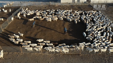 新华全媒+|新疆昭苏:牲畜品种改良 助推畜牧业高质量发展 新华全媒+|新疆昭苏:牲畜品种改良 助推畜牧业高质量发展