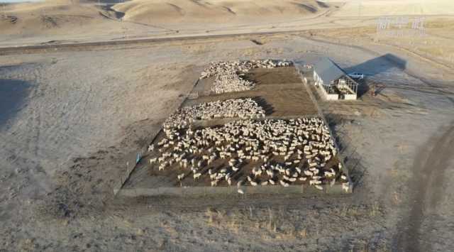 新华全媒+|新疆昭苏:牲畜品种改良 助推畜牧业高质量发展 新华全媒+|新疆昭苏:牲畜品种改良 助推畜牧业高质量发展