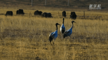 新华全媒+｜探访黄河首曲 感受高原湿地治理成效