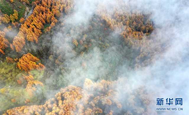 【“飞阅”中国】在梨子坪森林公园赴一场秋日之约 【“飞阅”中国】在梨子坪森林公园赴一场秋日之约