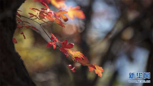 【“飞阅”中国】红叶正烂漫 王屋披“红妆”