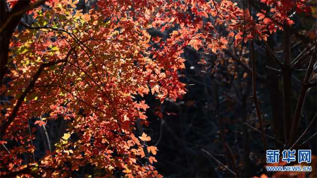 【“飞阅”中国】红叶正烂漫 王屋披“红妆”
