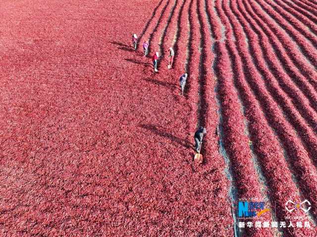 【“飞阅”中国】甘肃张掖：辣椒晾晒忙