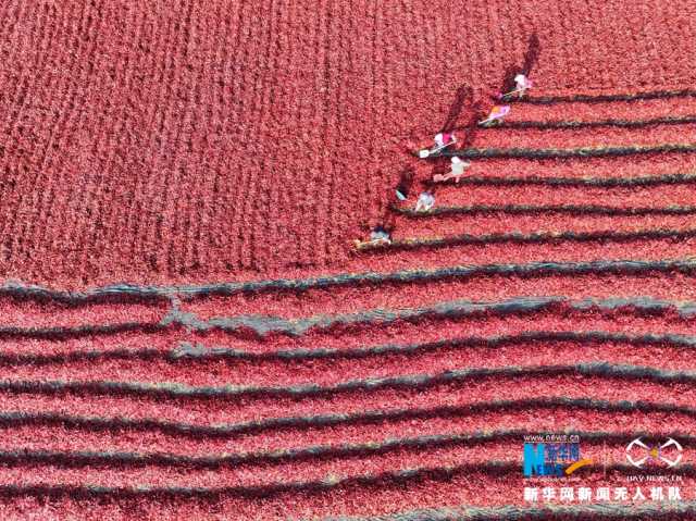 【“飞阅”中国】甘肃张掖：辣椒晾晒忙