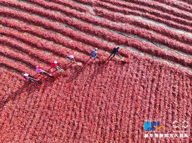 【“飞阅”中国】甘肃张掖：辣椒晾晒忙