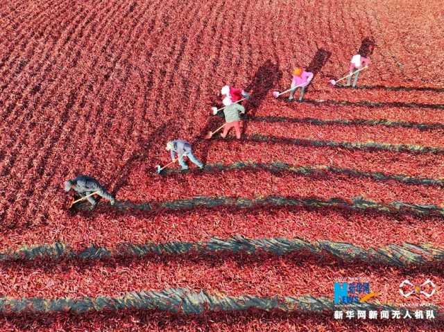 【“飞阅”中国】甘肃张掖：辣椒晾晒忙