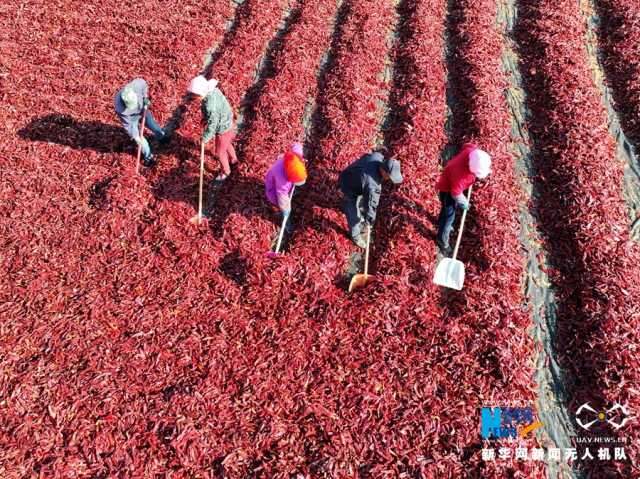 【“飞阅”中国】甘肃张掖：辣椒晾晒忙