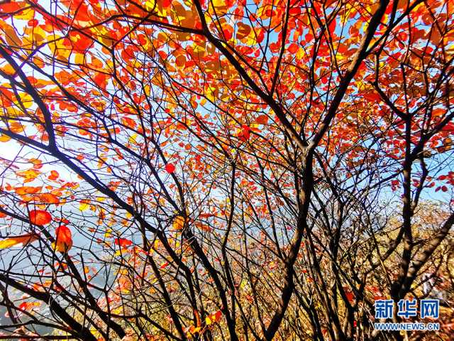 【“飞阅”中国】重庆酉阳：红叶美山林 秋色如画卷