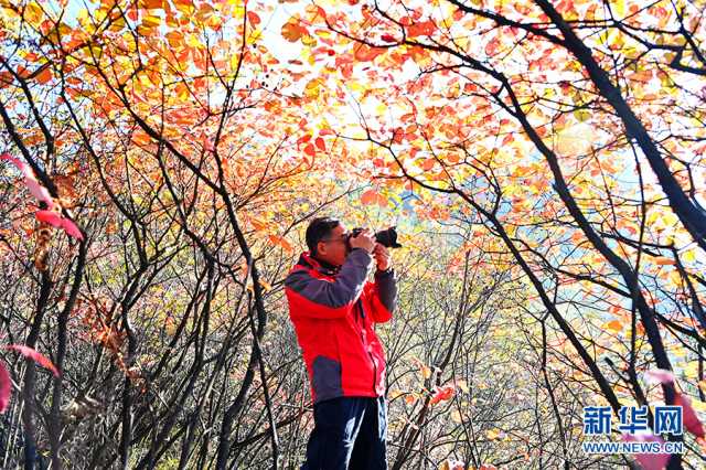 【“飞阅”中国】重庆酉阳：红叶美山林 秋色如画卷