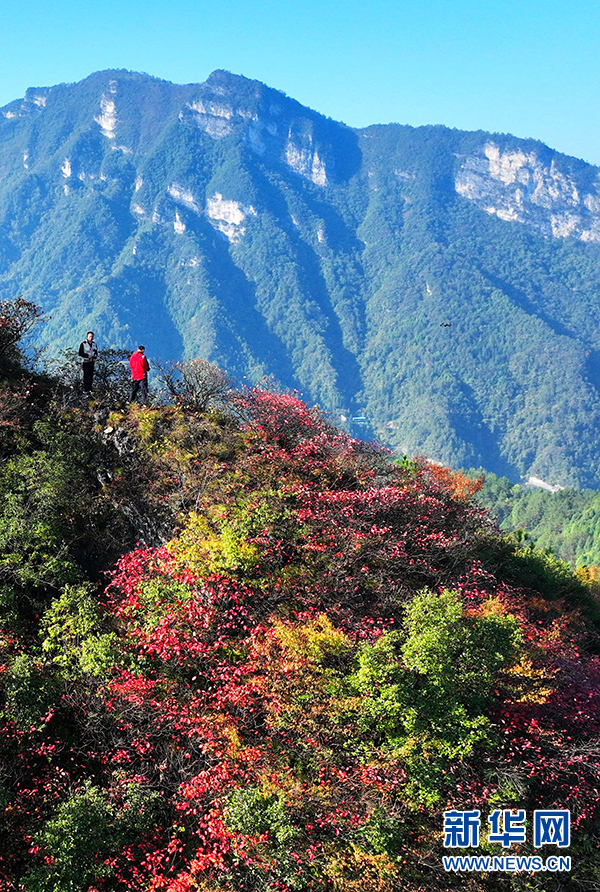 【“飞阅”中国】重庆酉阳：红叶美山林 秋色如画卷