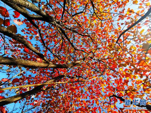 【“飞阅”中国】重庆酉阳：红叶美山林 秋色如画卷