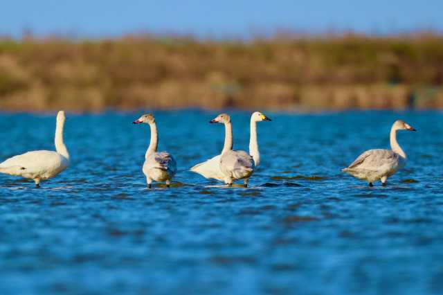图集|小天鹅做客“条子泥”湿地