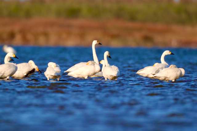 图集|小天鹅做客“条子泥”湿地